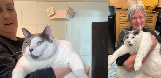 El gato Patches pesaba 18 kilos y creó titulares por su enorme tamaño – ahora mira su progreso físico después de un año